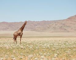 8η Εβδομάδα Αφρικανικού Κινηματογράφου