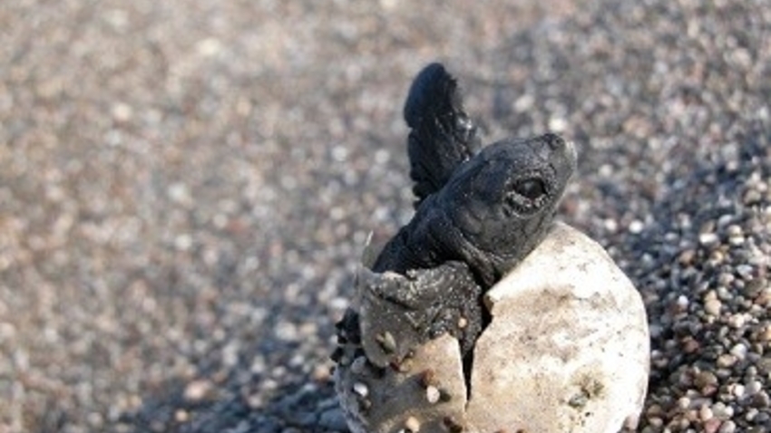 «Θαλάσσια Χελώνα και Άνθρωπος: Μια Αέναη Σχέση» | Έκθεση φωτογραφίας 