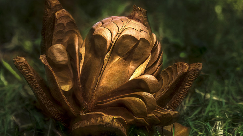 Still Life Photography