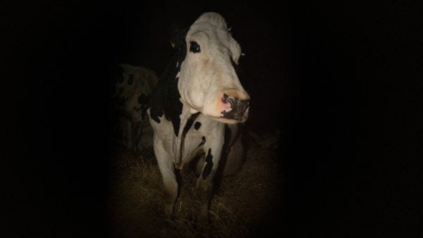CINEFIX #7 | ΑΓΕΛΑΔΑ/COW της Άντρεα Άρνολντ