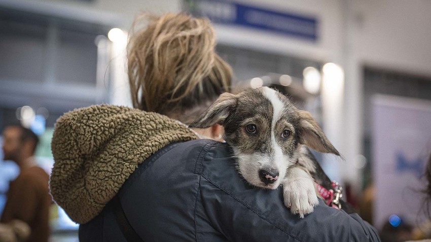 Together We Paw Festival