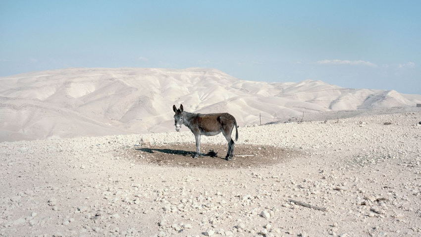 Αυτόπτες Μάρτυρες  του Πάρι Πετρίδη