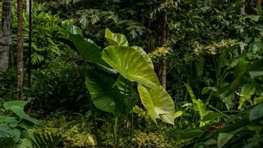 Ομιλία με θέμα «Προστατεύοντας τη φύση σε έναν κόσμο που αλλάζει» 