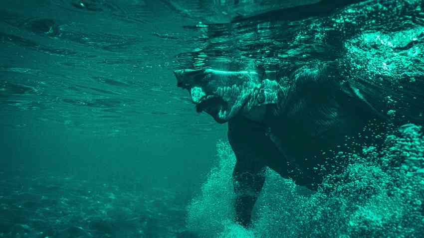 «Η φώκια» του Μάνου Θηραίου