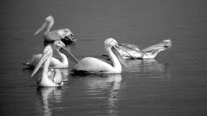 «Η μοναδική ελληνική βιοποικιλότητα: απειλές και προστασία» | Συζήτηση στο Εθνικό Μουσείο Φυσικής Ιστορίας Γουλανδρή