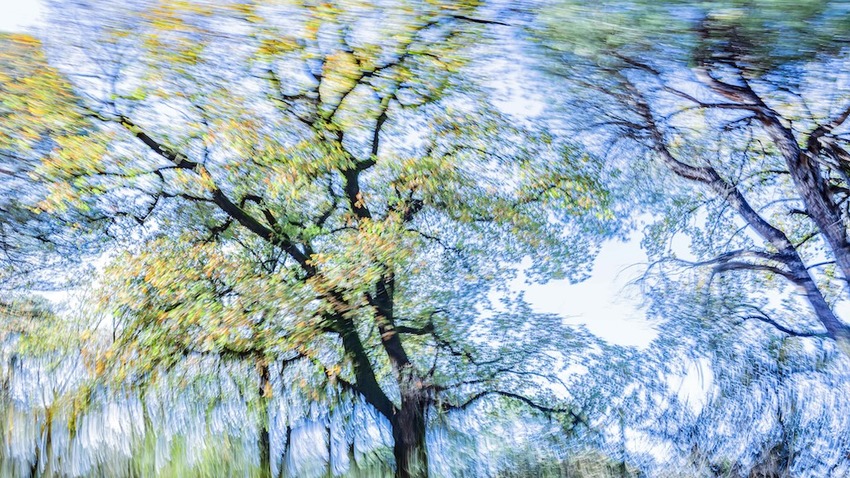 Τάσος Βρεττός |  ?Trees Dance!