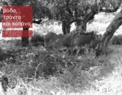 Ρόδα, τσάντα και κοπάνα