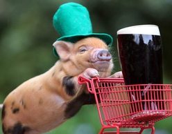 Το St Patrick's day στην Αθήνα!