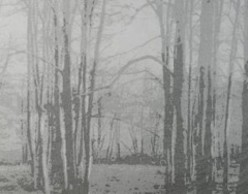 Intimate Landscape
